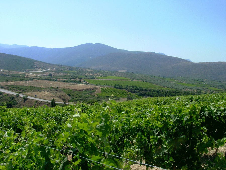 rows of vines at Ktima Spiropoulos vineyards in the background of blue sky and mountains